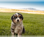 Puppy 1 Miniature Australian Shepherd