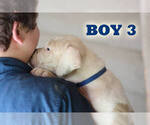 Small #25 American Bulldog