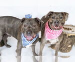 Small #5 American Pit Bull Terrier