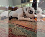 Small American Pit Bull Terrier Mix