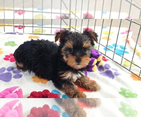 Medium Photo #5 Yorkshire Terrier Puppy For Sale in ORO VALLEY, AZ, USA