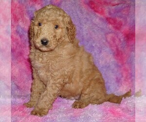 Labradoodle mix (+ Poodle Standard) Puppy for sale in LA HABRA, CA, USA