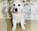 Small Photo #9 English Cream Golden Retriever Puppy For Sale in AMITY, AR, USA