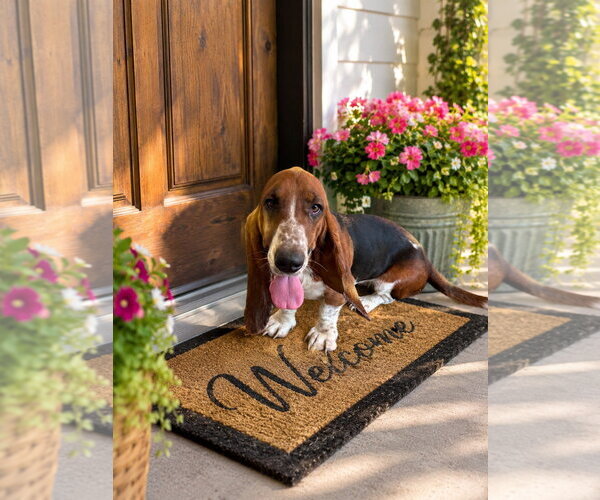 Medium Photo #3 Basset Hound Puppy For Sale in Ball Ground, GA, USA