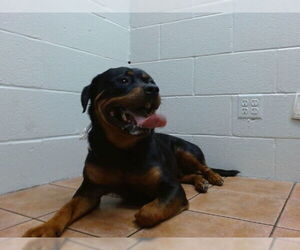 Rottweiler Dogs for adoption in Downey, CA, USA