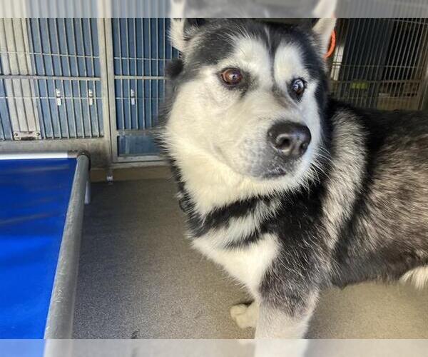 Medium Photo #1 Siberian Husky Puppy For Sale in Camarillo, CA, USA