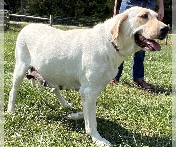 Medium Photo #1 Labrador Retriever Puppy For Sale in NEOLA, WV, USA