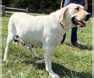 Mother of the Labrador Retriever puppies born on 07/07/2026