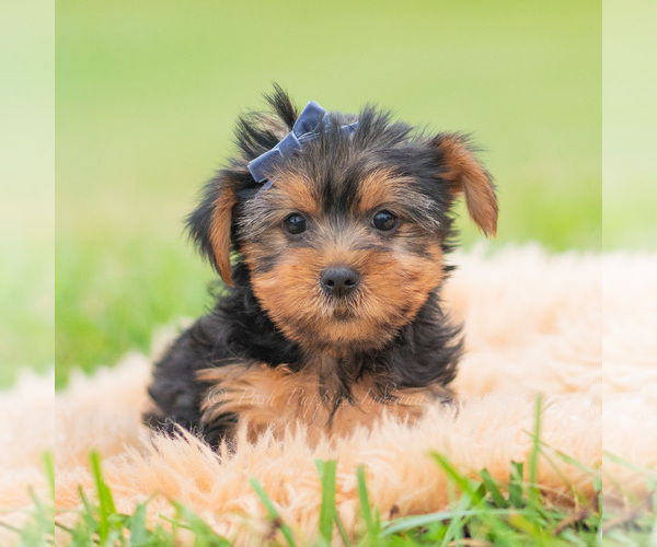 Medium Photo #1 Yorkshire Terrier Puppy For Sale in WARSAW, IN, USA