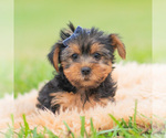 Puppy Cannoli AKC Yorkshire Terrier