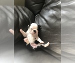 Small Photo #10 Boston Terrier Puppy For Sale in BROOMFIELD, CO, USA