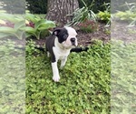 Small #4 Boston Terrier