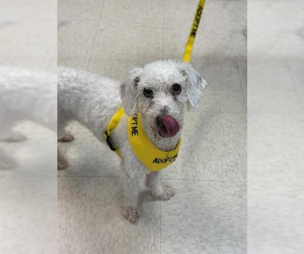 Medium Photo #2 Poodle (Miniature) Puppy For Sale in Sugar Land, TX, USA