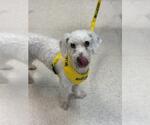 Small #1 Poodle (Miniature)