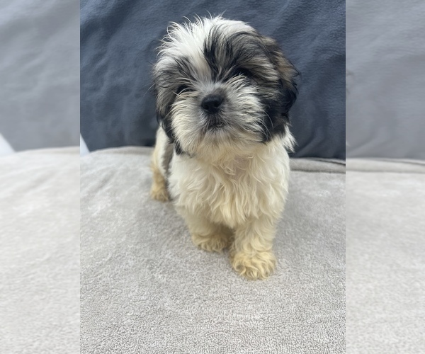 Medium Photo #2 Shih Tzu Puppy For Sale in SAINT AUGUSTINE, FL, USA
