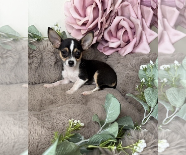 Medium Photo #7 Chihuahua Puppy For Sale in GLEN ALLEN, VA, USA