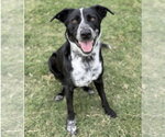 Small #2 Border Collie Mix