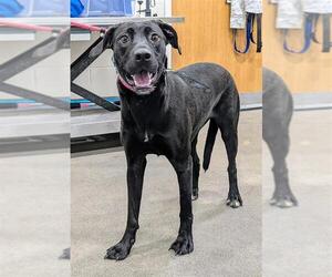 Labrador Retriever-Unknown Mix Dogs for adoption in Forestville, MD, USA