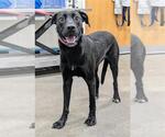 Small Labrador Retriever Mix