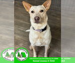 Small #9 Red Heeler Mix