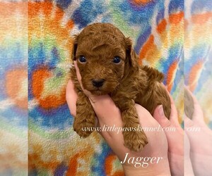 Maltipoo (Miniature) Puppy for sale in WINNSBORO, LA, USA