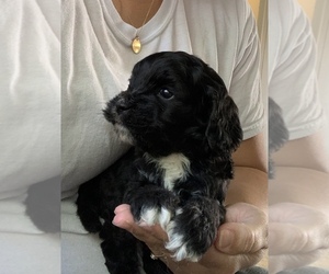 Cocker Spaniel-Poodle (Miniature) Mix Puppy for sale in LOGAN, UT, USA