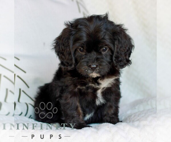 Medium Photo #1 Cavapoo (Miniature) Puppy For Sale in ELIZABETHTOWN, PA, USA