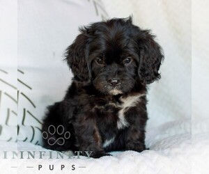 Cavapoo (Miniature) Puppy for sale in ELIZABETHTOWN, PA, USA