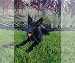 Small Photo #7 German Shepherd Dog Puppy For Sale in CLERMONT, FL, USA