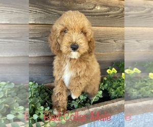 Goldendoodle-Poodle (Miniature) Mix Puppy for Sale in STOUTLAND, Missouri USA