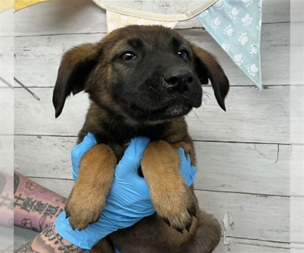 Medium Photo #1 German Shepherd Dog Puppy For Sale in San Bernardino, CA, USA