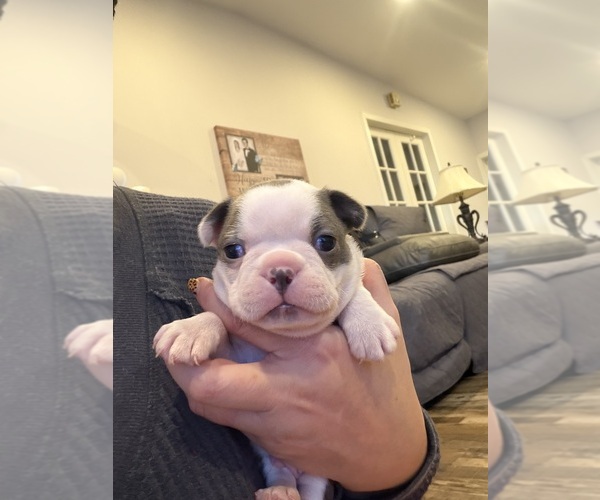 Medium Photo #5 Boston Terrier Puppy For Sale in FREDONIA, KS, USA