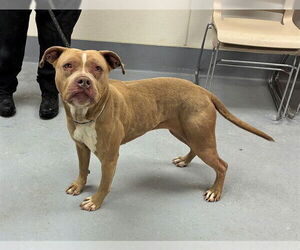 Mutt Dogs for adoption in Louisville, KY, USA