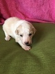 Small Photo #1 English Shepherd Puppy For Sale in SOUTH BOSTON, VA, USA