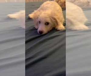 Maltese-Poodle (Standard) Mix Puppy for sale in MUNDELEIN, IL, USA