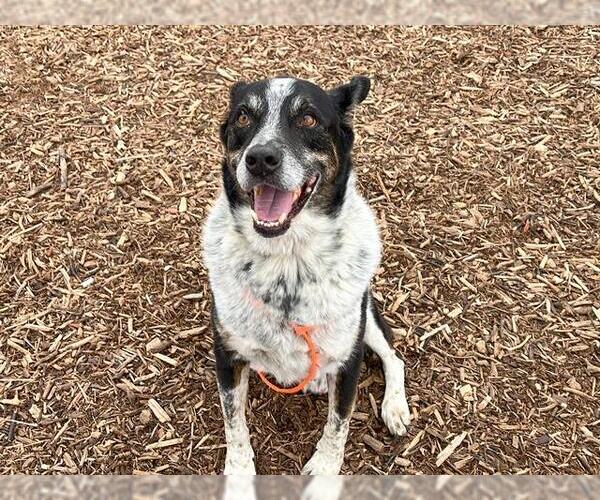 Medium Photo #1 Mutt Puppy For Sale in Orange, CA, USA