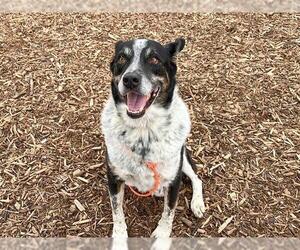 Mutt Dogs for adoption in Orange, CA, USA