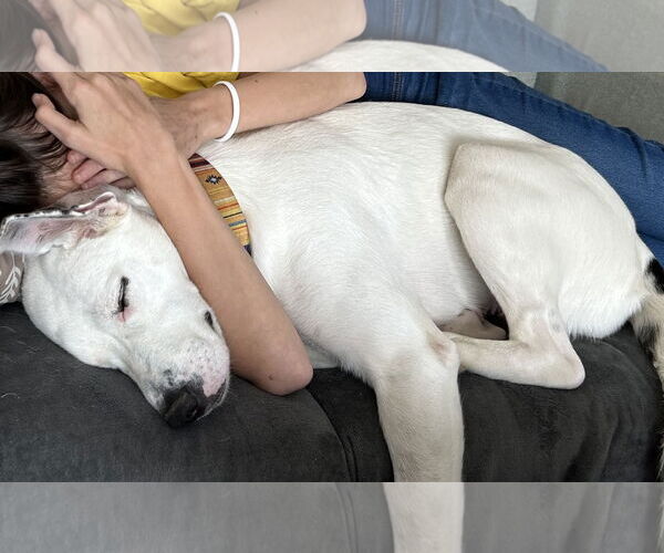 Medium Photo #4 Labrador Retriever-Unknown Mix Puppy For Sale in Germantown, OH, USA