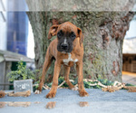 Puppy Faith Boxer