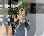 Small #7 Yorkshire Terrier
