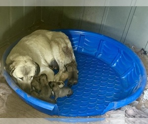 Kangal Dog Puppy for sale in NORCO, CA, USA