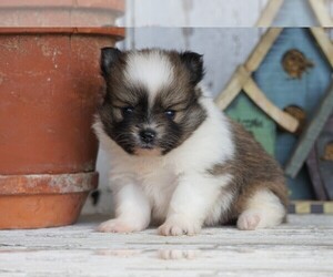 Pomeranian Puppy for sale in FREDERICKSBG, OH, USA