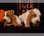Small Photo #12 Basset Hound Puppy For Sale in CLAREMORE, OK, USA