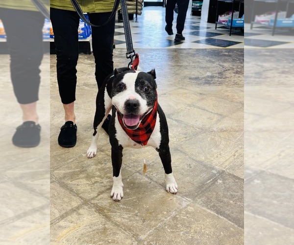 Medium Photo #8 American Staffordshire Terrier-Unknown Mix Puppy For Sale in Arlington, VA, USA