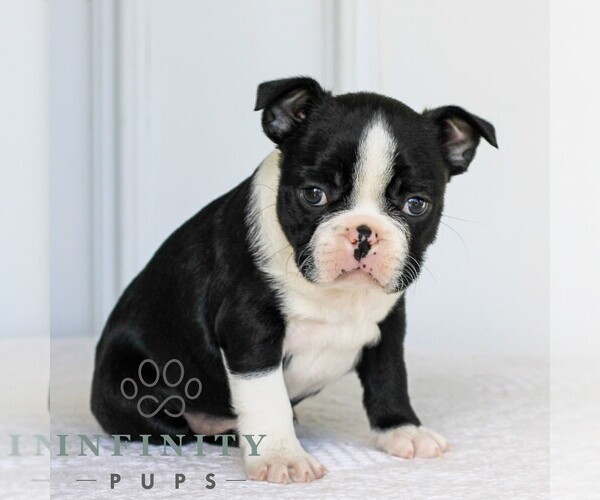 Medium Photo #7 Boston Terrier Puppy For Sale in MANHEIM, PA, USA