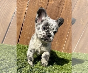 French Bulldog Puppy for sale in LOUISVILLE, KY, USA