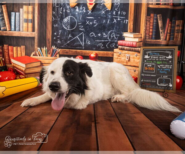 Medium Photo #25 Aussie Pyrenees Puppy For Sale in Houston, TX, USA