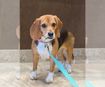 Small #1 Beagle Mix