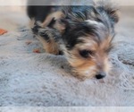 Small Photo #3 Yorkshire Terrier Puppy For Sale in HUDDLESTON, VA, USA