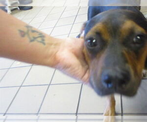 American Pit Bull Terrier-Unknown Mix Dogs for adoption in Ocala, FL, USA